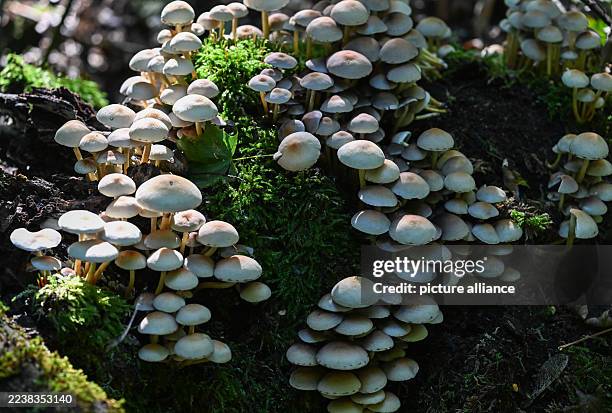 October 2025, Hesse, Frankfurt/Main: The very poisonous green-leaved sulphur head mushrooms sprout from the trunk of a dead tree in Frankfurt's city...