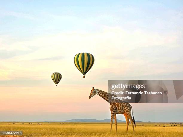 giraffe in the savannah with hot air balloons flying - east africa stock pictures, royalty-free photos & images