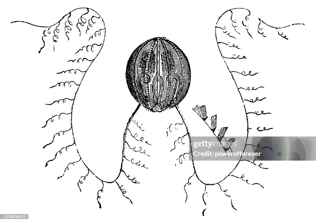 Sea Gooseberry Comb Jelly (Pleurobrachia Pileus) - 19th Century
