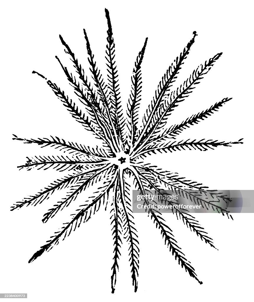 Feather Starfish (Comatula Solaris) - 19th Century