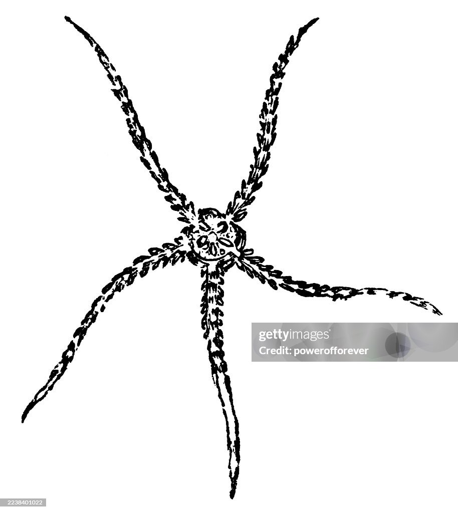 Schlangentafel-Schlangenseestern (Ophiura Albida) - 19. Jahrhundert