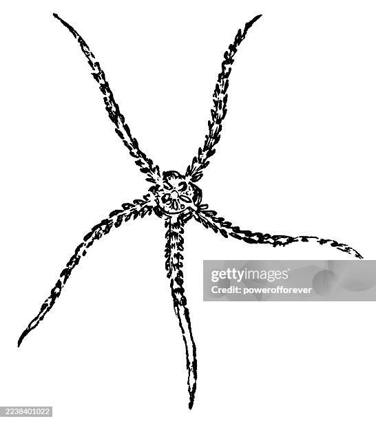 serpent’s table brittle starfish (ophiura albida) - 19th century - brittle starfish stock illustrations
