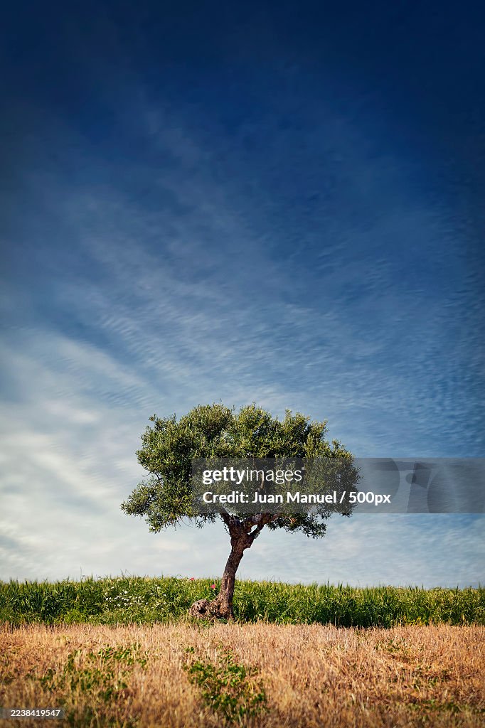 A lone olive tree stands proudly in a field under a dramatic blue sky with wispy clouds, evoking feelings of peace and solitude,Spain
