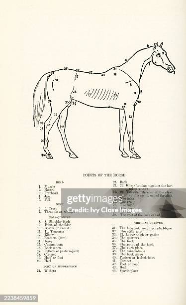 Points of the Horse. Head: 1. Muzzle, 2. Nostril, 3. Forehead, 4. Jaw, 5. Poll; Neck: 6.6. Crest, 7. Thropple or windpipe; FORE-QUARTER: 8.8....