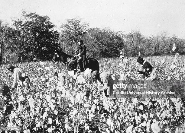 Slaves picking cotton while watched by a white overseer on horseback, picture taken about 1850 in the southern United States.