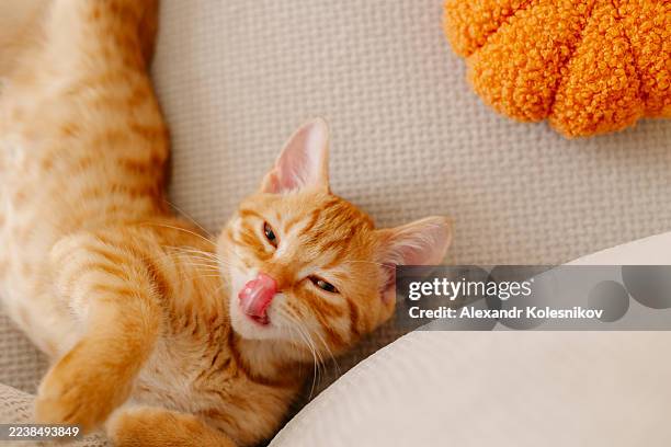 adorable orange kitten licking its lips while relaxing on a cozy sofa cushion - lick lips stock pictures, royalty-free photos & images