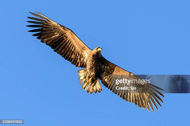 chasse à l’aigle à queue blanche ou à l’aigle de mer dans le ciel au-dessus de la norvège nordique - rapace en vol photos et images de collection