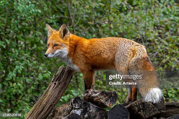 Foraging red fox looking from wood pile at edge of forest.