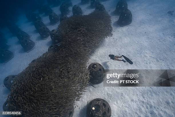 freediver reaching toward dense school of fish - una mujer de mediana edad solamente fotografías e imágenes de stock