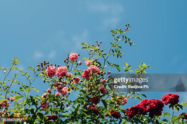 blooming pink and red roses under a bright blue sky on a sunny day - wildrose stock-fotos und bilder