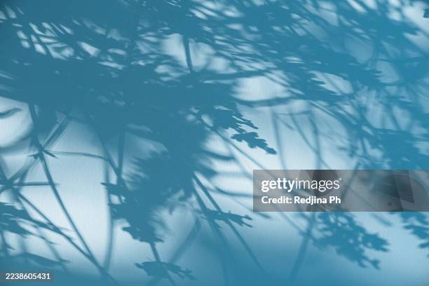 abstract botanical shadow pattern on a blue surface with natural forms - lumière ambiante photos et images de collection