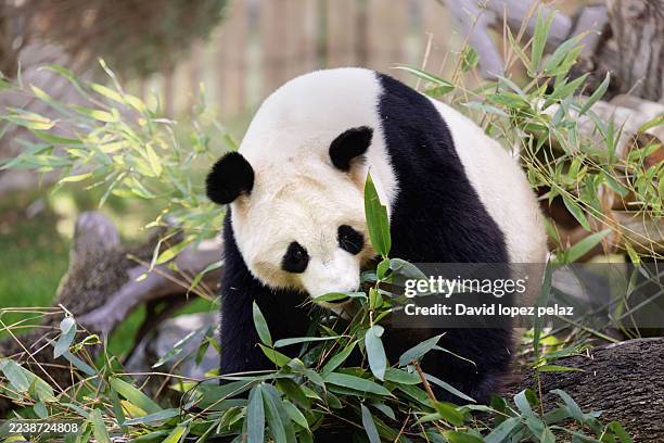 247 Bamboo Forest Panda Stock Photos and High-Res Images - Getty