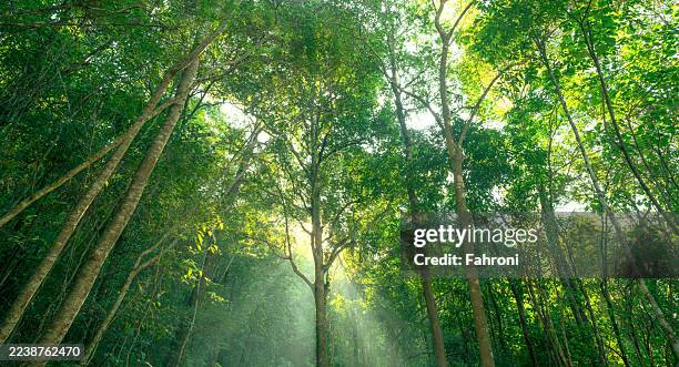 Green trees in forest capture CO2. Natural carbon sink fight climate change. Sustainability in carbon-neutral ecosystems. Green and sustainable environment. Natural carbon capture. Carbon credit.