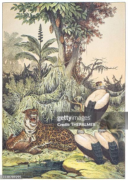 new granada: jaguar, capybara, king vulture/cocoa and banana trees hand colored engraving 1876 - cacao fruit stock illustrations