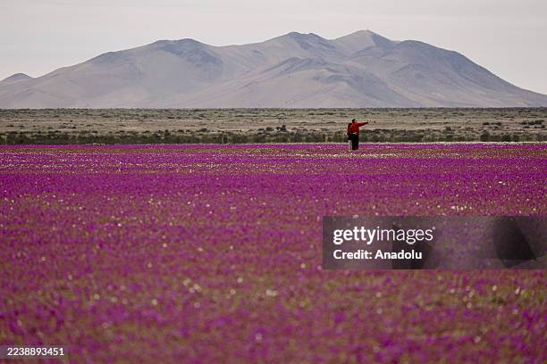 The Atacama Desert is covered in flowers in Copiapo, Chile, on October 4, 2025. The Atacama Desert, the driest desert on the planet, has begun to...