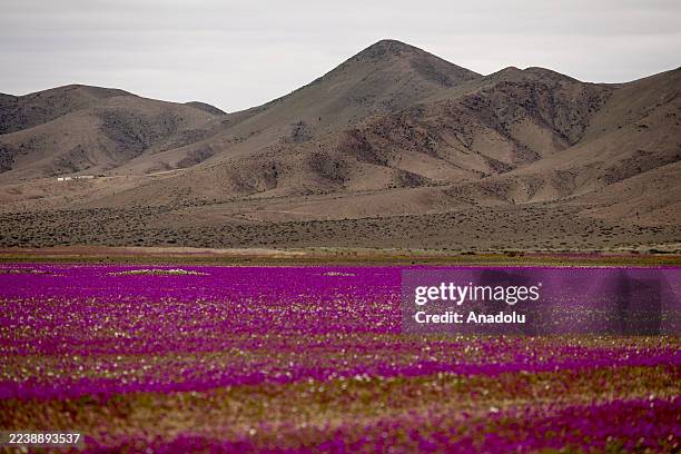 The Atacama Desert is covered in flowers in Copiapo, Chile, on October 4, 2025. The Atacama Desert, the driest desert on the planet, has begun to...