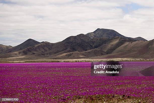 The Atacama Desert is covered in flowers in Copiapo, Chile, on October 4, 2025. The Atacama Desert, the driest desert on the planet, has begun to...