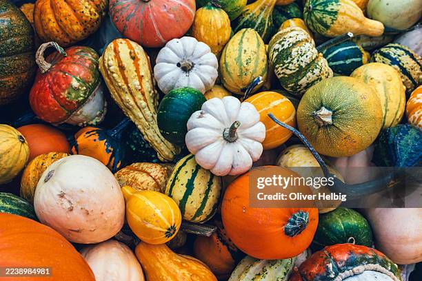 autumn harvest displaying colorful gourds and squash - puesto de mercado agrícola fotografías e imágenes de stock