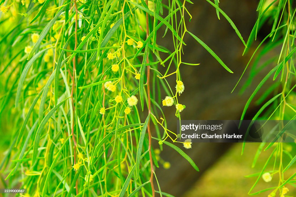 Closeup of soft focus sumac leaves and blossoms