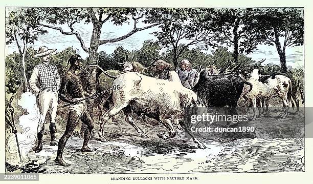indian man branding cattle at the sonepur great elephant and horse fair, bengal, vintage illustration, 1890s, 19th century - livestock stock illustrations