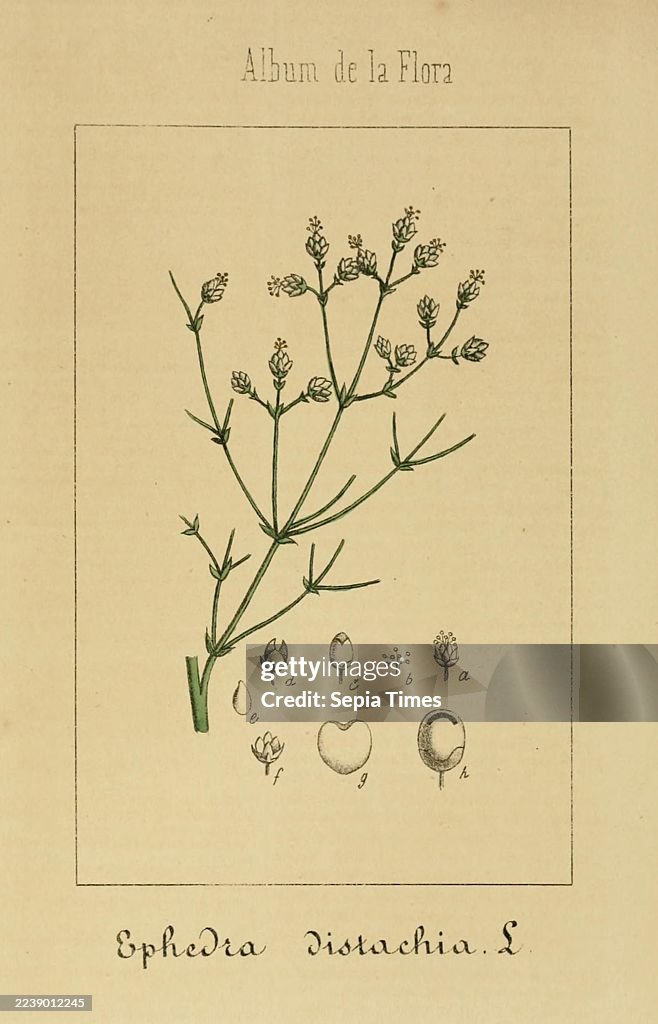 Album de la flora médico-farmacéutica e industrial