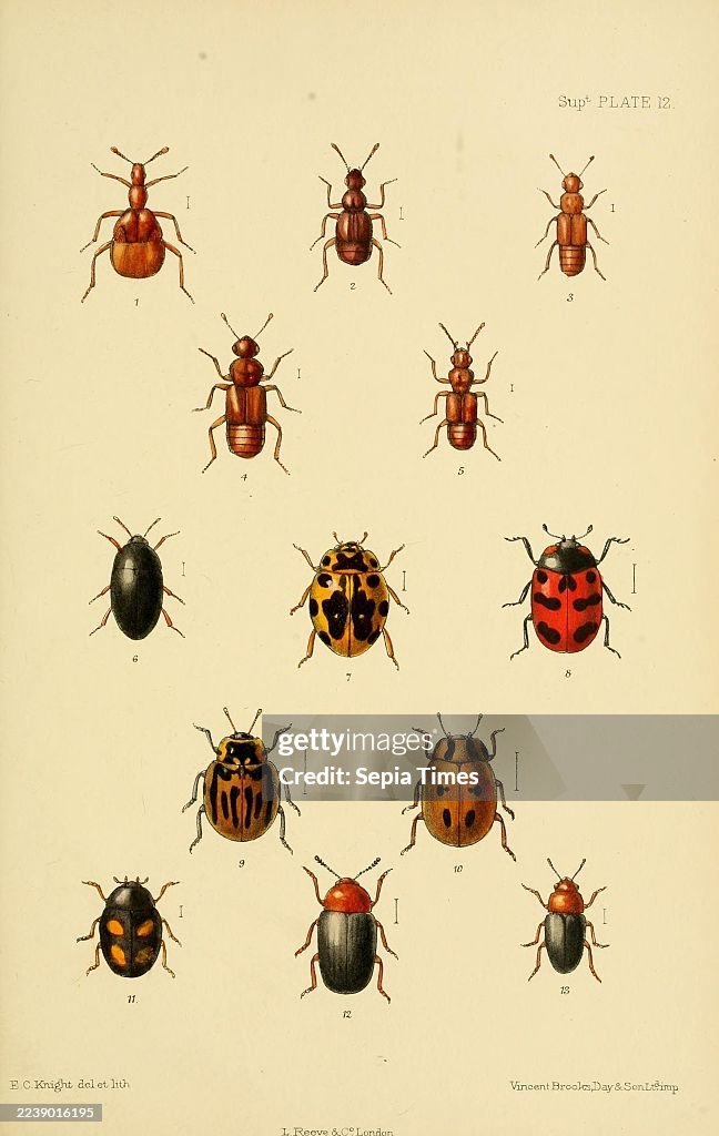 The Coleoptera of the British Islands London L. Reeve & Co. 1887-1913 beetles British Isles entomology Coleoptera Ecknight Claviger longicornis Amauronyx maerkeli Trichonyx maerkeli Euplectus bescidicus Euplectus tomli Euplectus mutator Plectophloeus niti