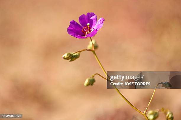 Pink flower blooms on the Atacama Desert near Copiapo, Chile, on October 3, 2025. The phenomenon, known as the "flowering desert," occurs in certain...