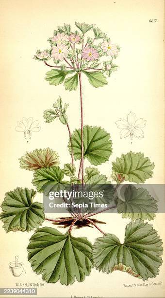 Curtis's Botanical Magazine, Nachrichtenfoto