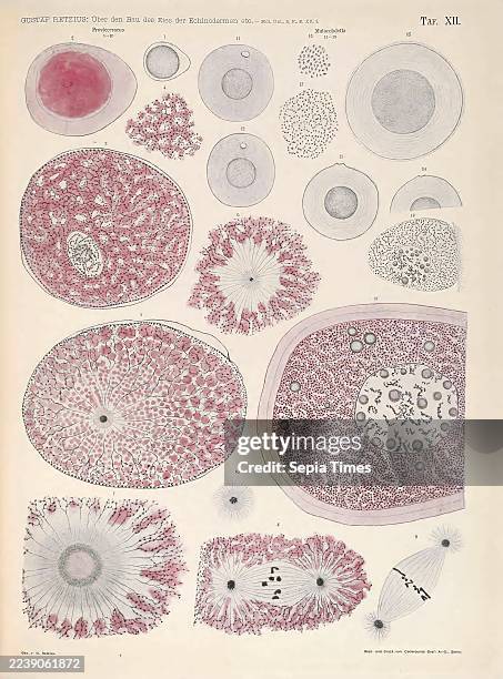 Biologische Untersuchungen, Leipzig, C.F.W. Vogel, 1890-1921, biology, nervous system, anatomy, comparative, An intricate depiction illustrating...