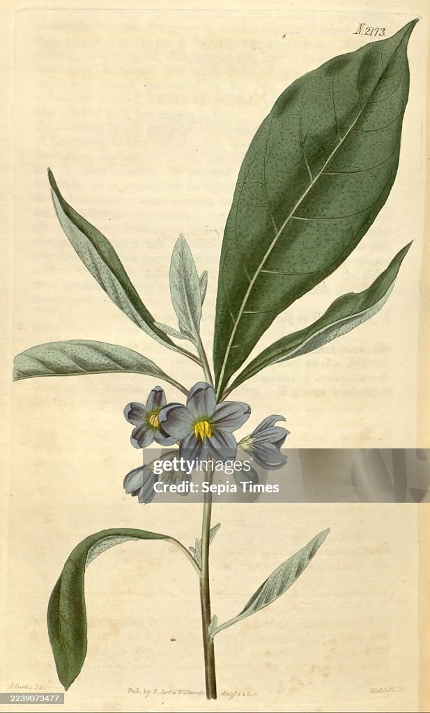 Curtis's Botanical Magazine, London