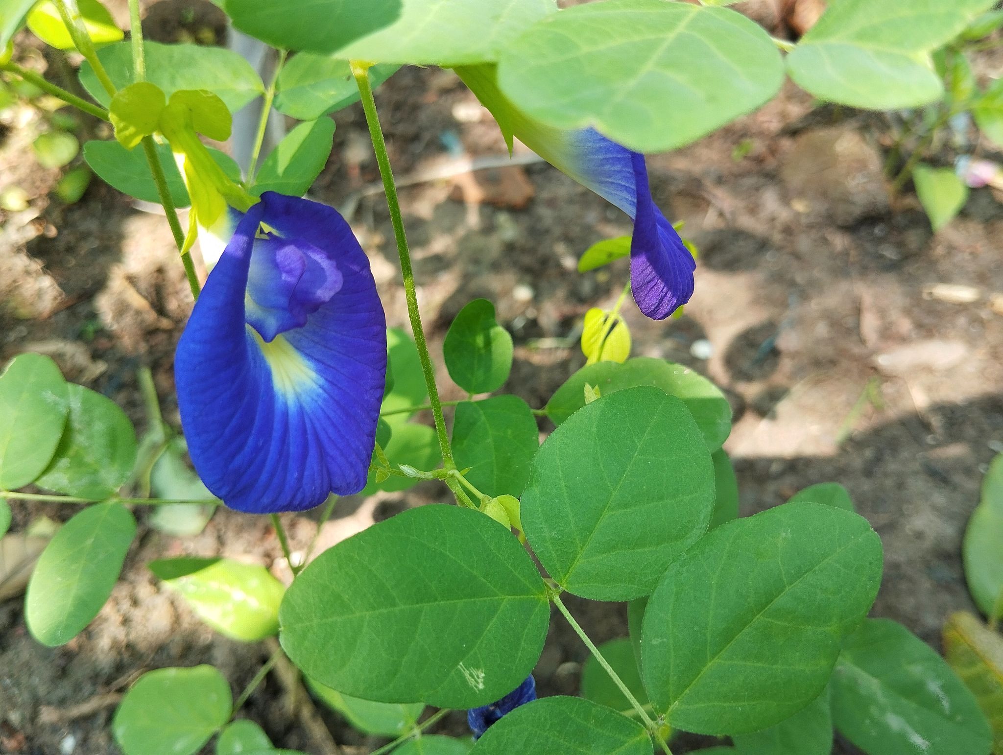 plant dyes