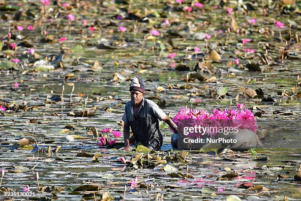 Local resident collects pink water lilies to sell for religious offerings in Colombo, Sri Lanka, on October 6, 2025.