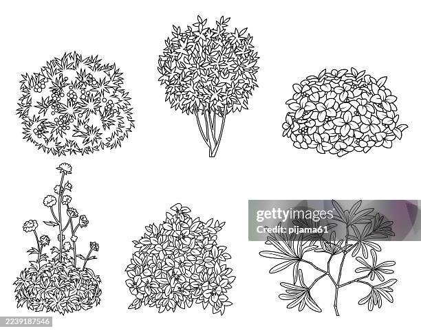 green garden bushes with flowers. decorative summer plants. - tree-coloring-page stock illustrations