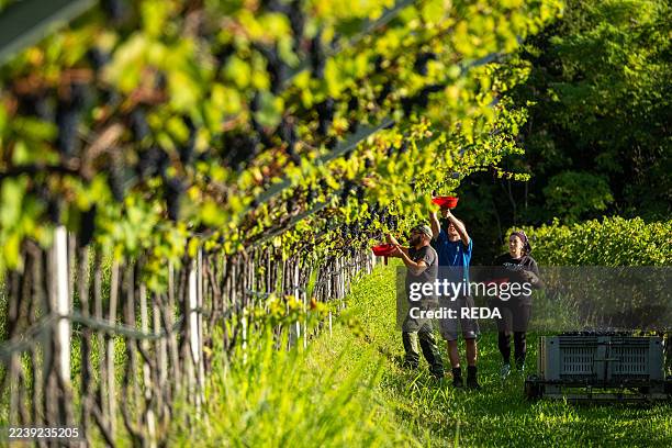 Harvest time of Pinot Noir grapes near Besagno di Isera, Vallagarina, Trentino, Italy, Europe.
