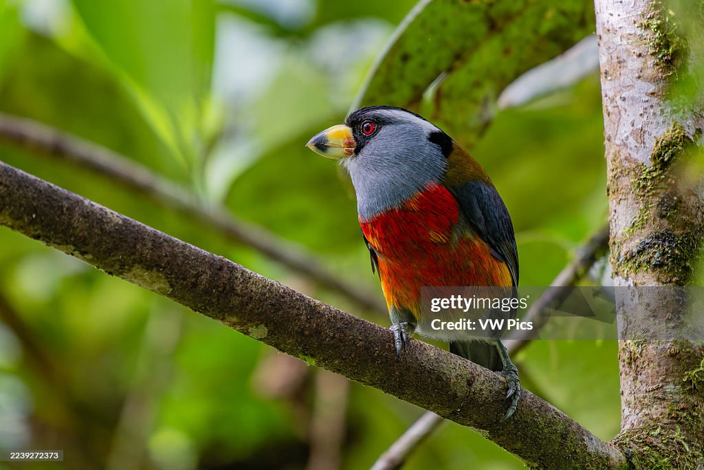 A Toucan Barbet, Semnornis ramphastinus, perched on a branch in the Choco rainforest, Colombia