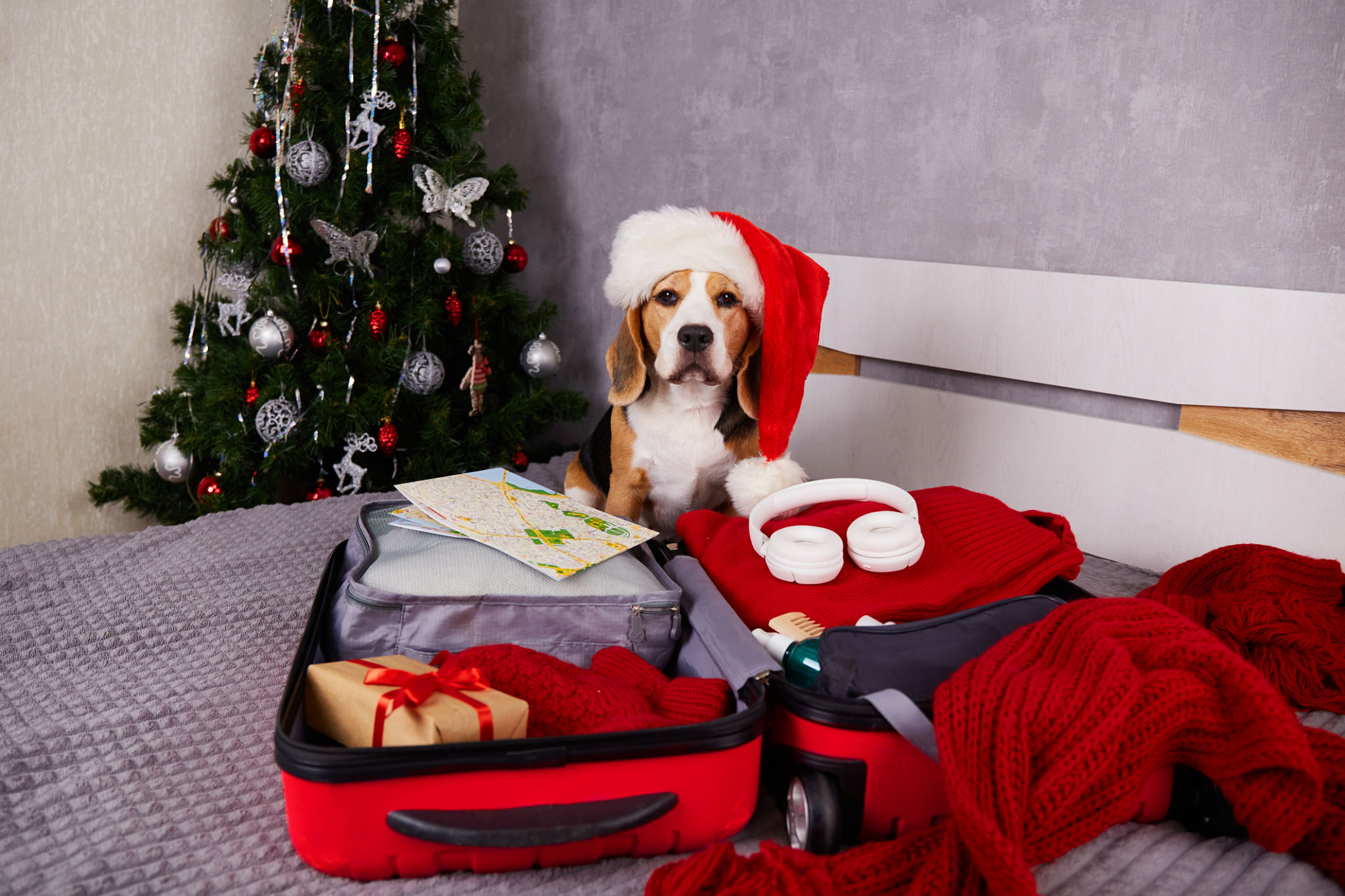 Beagle dog in a Santa Claus hat in an open suitcase with winter clothes in the bedroom against the background of a Christmas tree Beagle dog in a Santa Claus hat in an open suitcase with winter clothes in the bedroom against the background of a Christmas tree