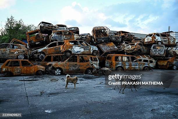 Stray dogs roam around charred vehicles inside the torched Parliament building complex in Kathmandu on October 8, 2025.