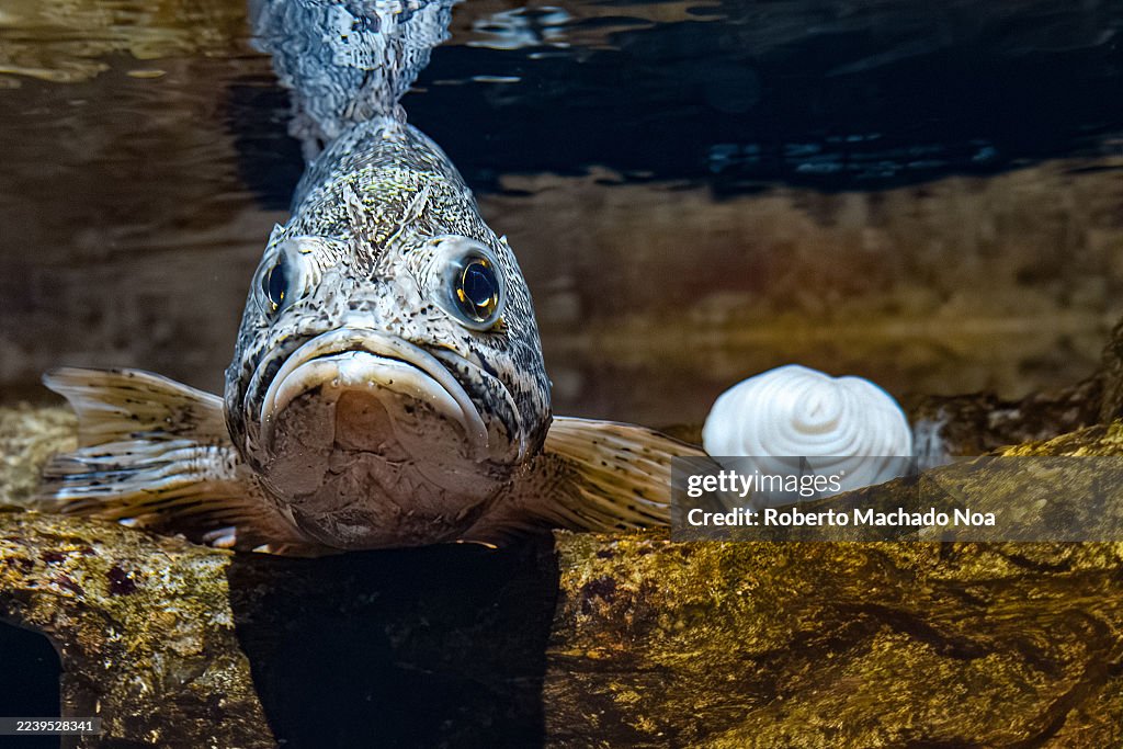 Bass Fish Underwater Reflection