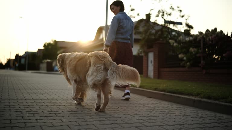 https://media.gettyimages.com/id/2239540171/video/female-dog-owner-walking-her-adorable-golden-retriever-dog-at-daily-routine.jpg?b=1&s=640x640&k=20&c=A-Xwz8YA9rq35M9qIaUJNRY3ltJCi4GVDSdBDVV85Bc=