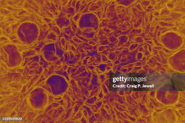 abstract background created from avocado flesh under the microscope - microscope slide stock pictures, royalty-free photos & images