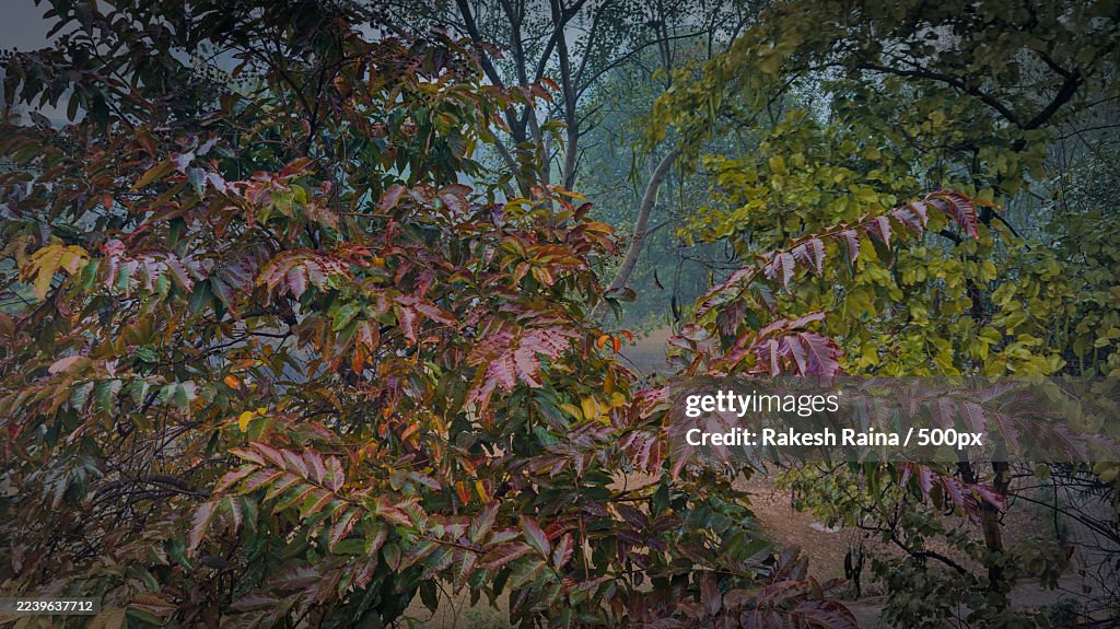 Vibrant Autumn Foliage in a Lush Forest