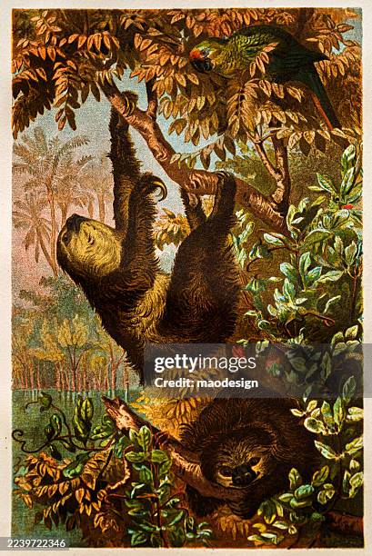 two-toed sloth - choloepus spp - monkey bars stock illustrations