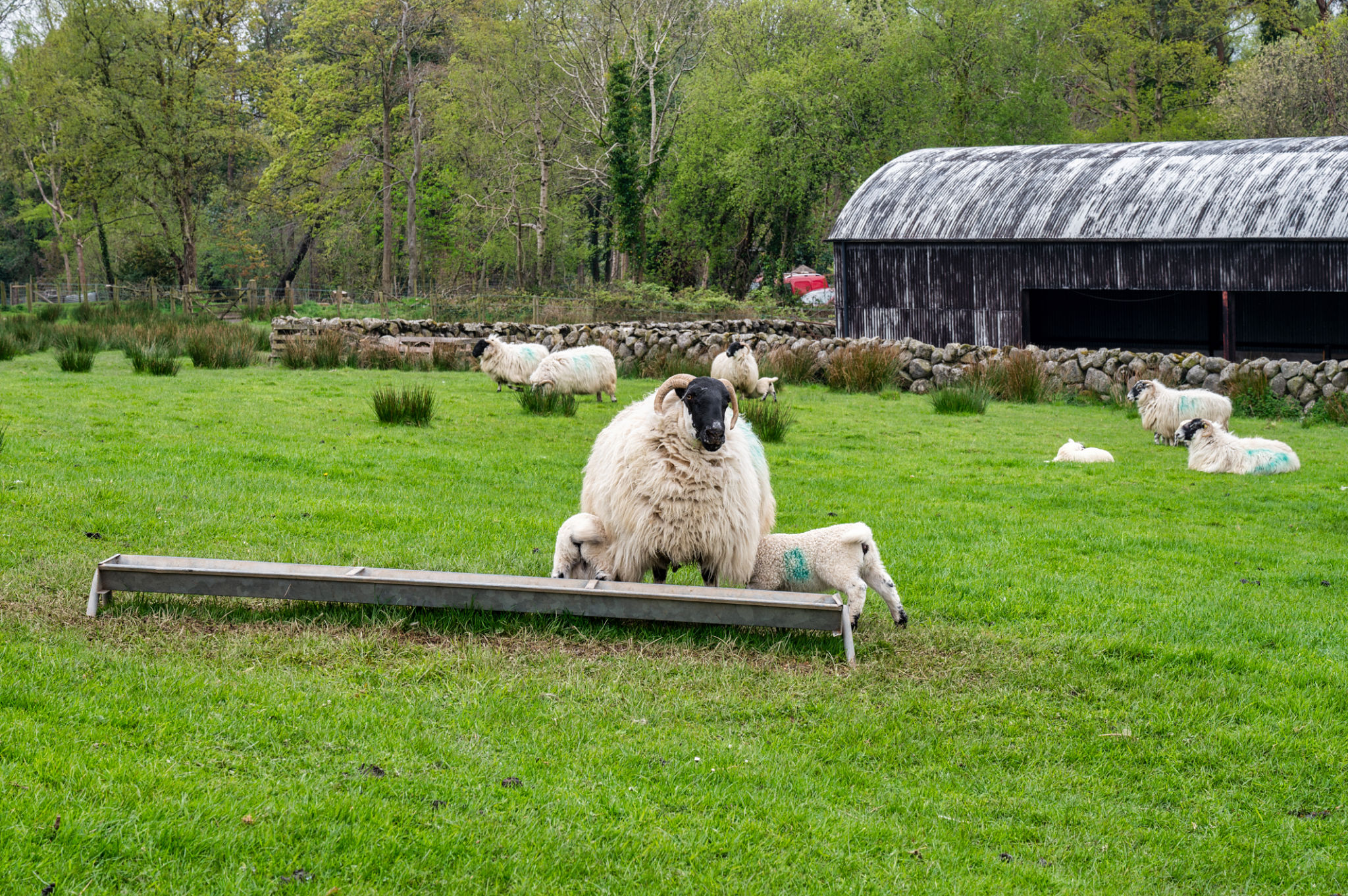 Lambs Feeding Lambs Feeding