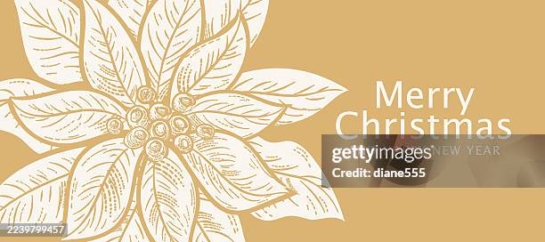weihnachtskarte poinsettia im botanischen stil - weihnachtsstern stock-grafiken, -clipart, -cartoons und -symbole