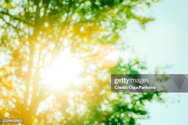 bright sunlight shining through green tree leaves bokeh - sunlight stock pictures, royalty-free photos & images