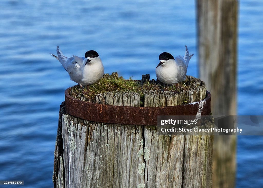 White Fronted Terns
