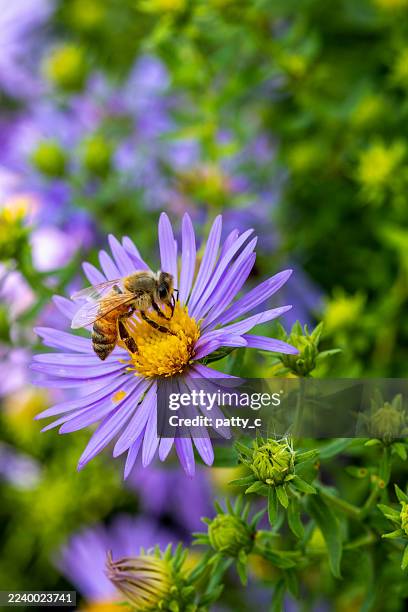 honey bee on purple aster - bee stock pictures, royalty-free photos & images