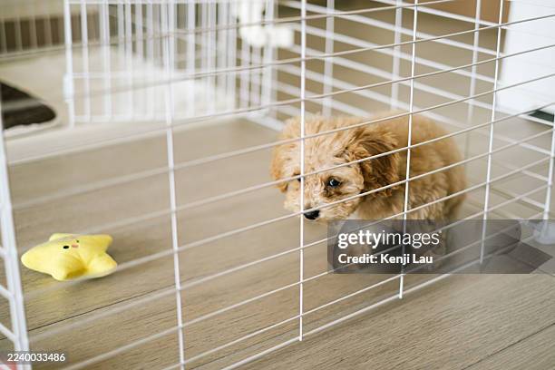 cute small brown poodle in a cage at home, looking directly at camera. - poodle stock pictures, royalty-free photos & images