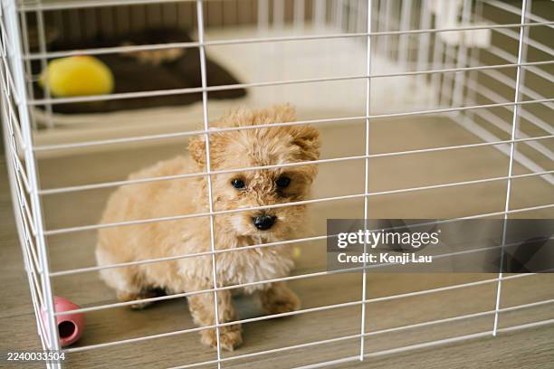 cute small brown poodle in a cage at home, looking directly at camera. - poodle stock pictures, royalty-free photos & images