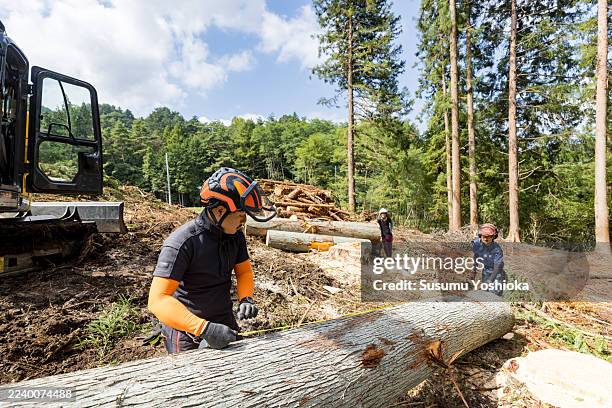 forest operators implementing planned harvesting for sustainable forestry. - waldarbeiter stock-fotos und bilder